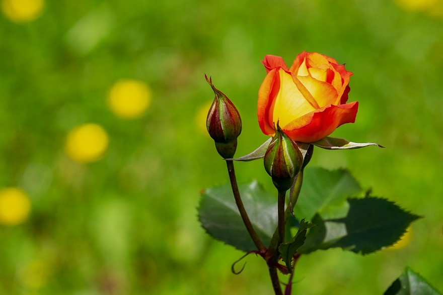 Rosa fioritura Foto da Pixabay.jpg