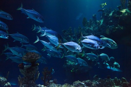 Un acquario per arredare e rendere la casa &lsquo;viva&rsquo;