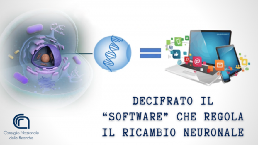 Codice di rinnovamento sistema neurale umano