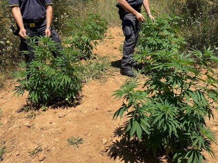 A Frosinone sequestrate 1.400 piante di canapa indiana 