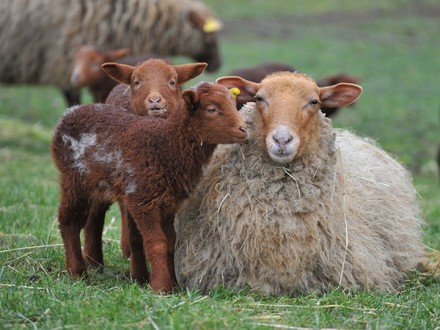 La carne d'agnello sulla tavola salver&agrave; i pastori