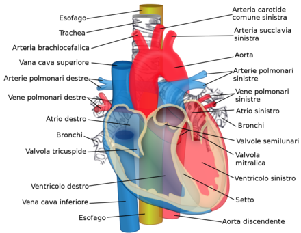 Salute, il cuore si defibrilla da solo; input per nuovi farmaci