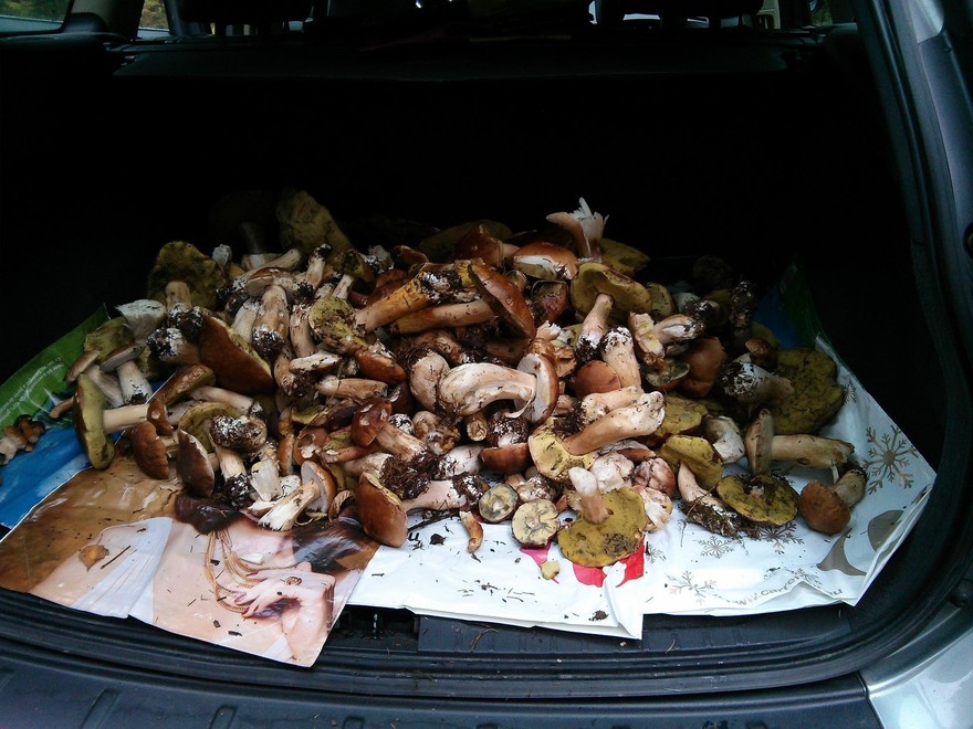 mushrooms-606792_1920.jpg