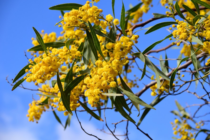 silver-wattle-2237798_1920.jpg