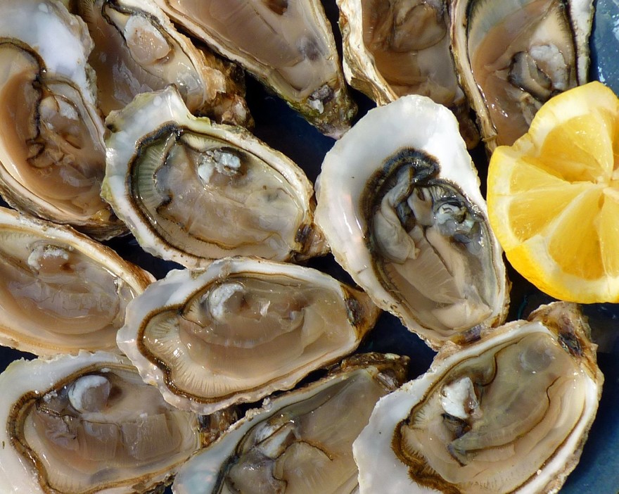 oysters-1958668_1920.jpg