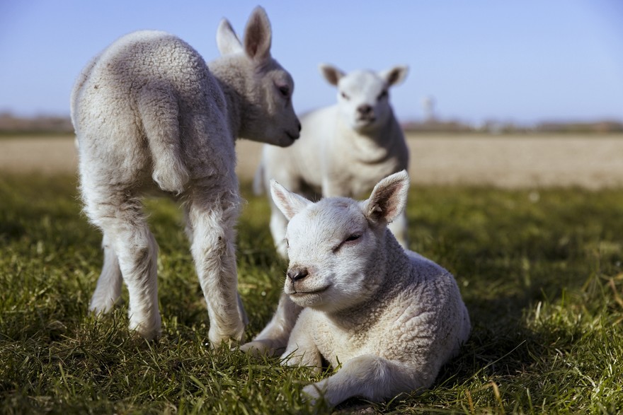 lambs-5074389_1920.jpg