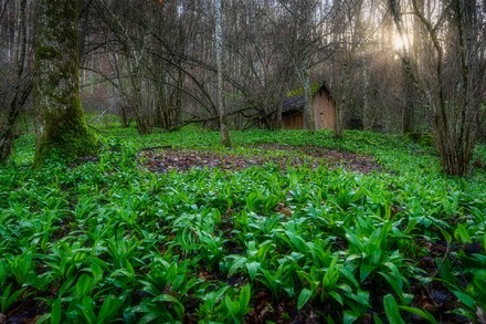 Come salvare il clima col bosco mangia smog