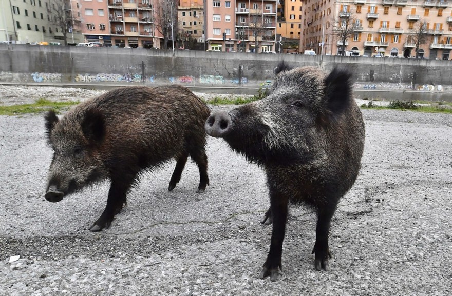 cinghiali in citt&agrave;.jpg