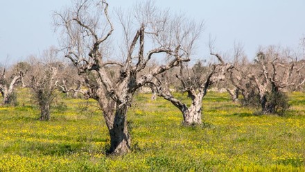 In Puglia al via al progetto per ripartire dopo la Xylella